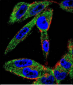 EIF5AL1 Antibody (C-term)